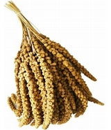 SPIGHE DI PANICO 250 GR